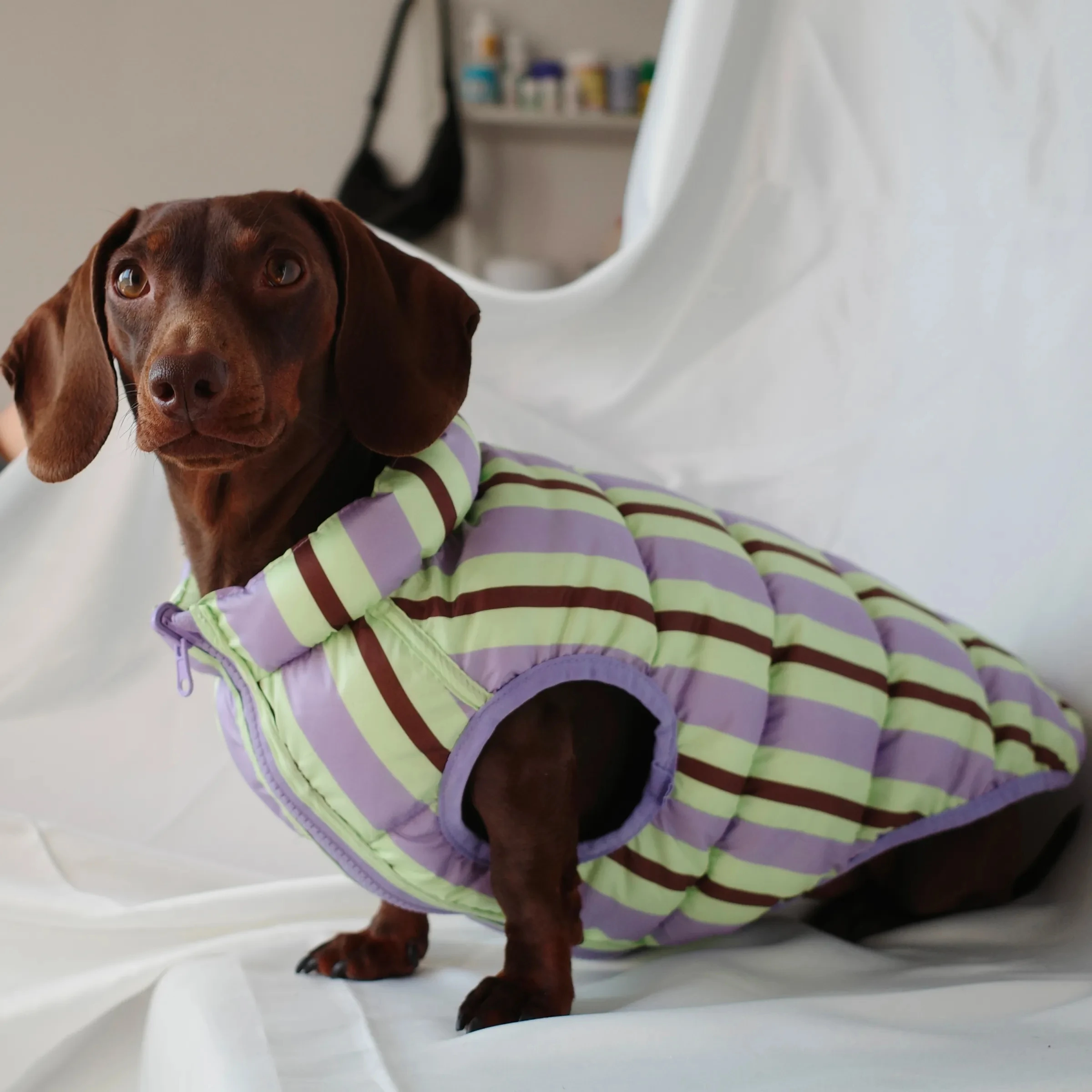 Chaqueta de plumón de invierno para perros tejón, chaleco grueso para perros Wiener en clima frío, abrigo ligero y cálido sin mangas para perro salchicha