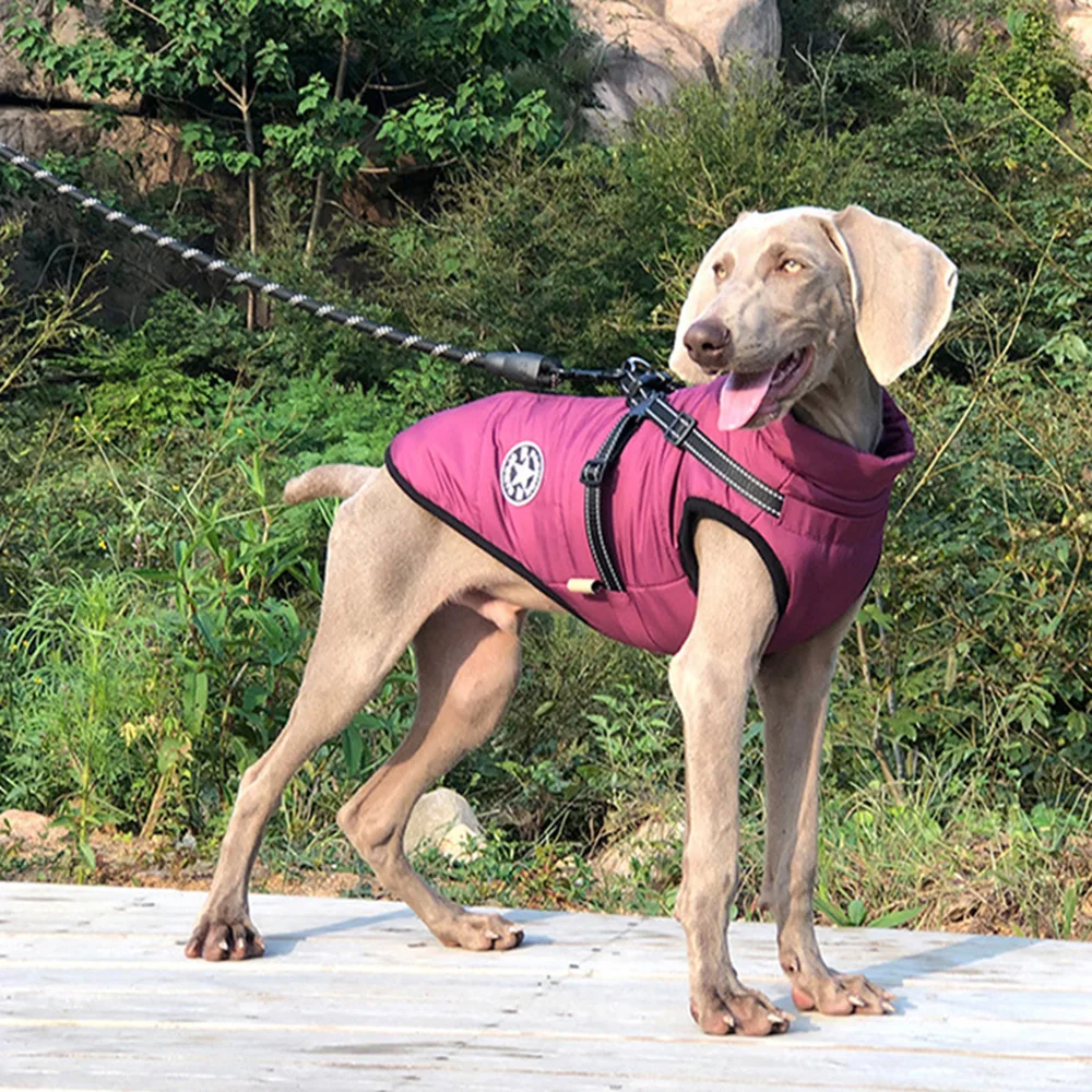 Chaqueta de invierno impermeable y reflectante para perros pequeños