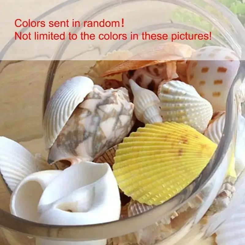 Conchas naturales para acuarios - decoración y paisajes submarinos - imagen 2
