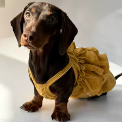 Vestido elástico transpirable de verano para perros pequeños salchicha