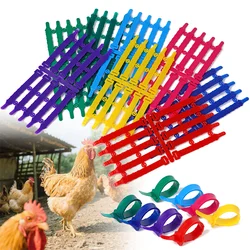 Anillo identificación ajustable para patas de pollo – avícola