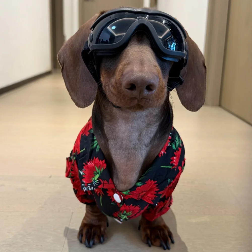 Camiseta de algodón sin mangas estampado floral para perro salchicha - imagen 3