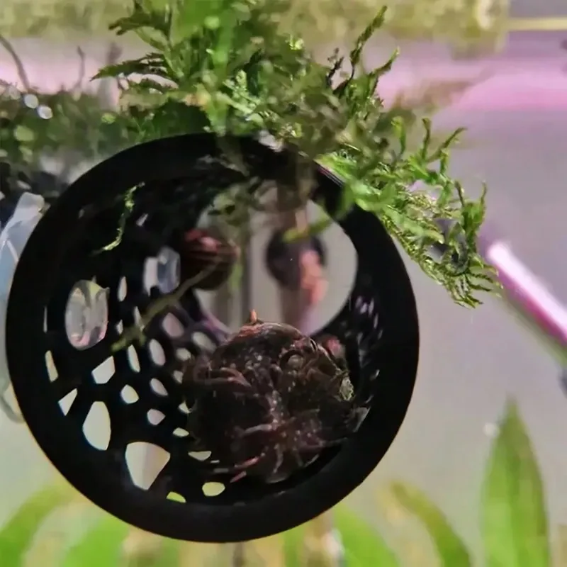 Esconderijo de peces para acuario, tubo hueco negro con ventosa para decoración de Betta y pecera pequeña, refugio seguro - imagen 4