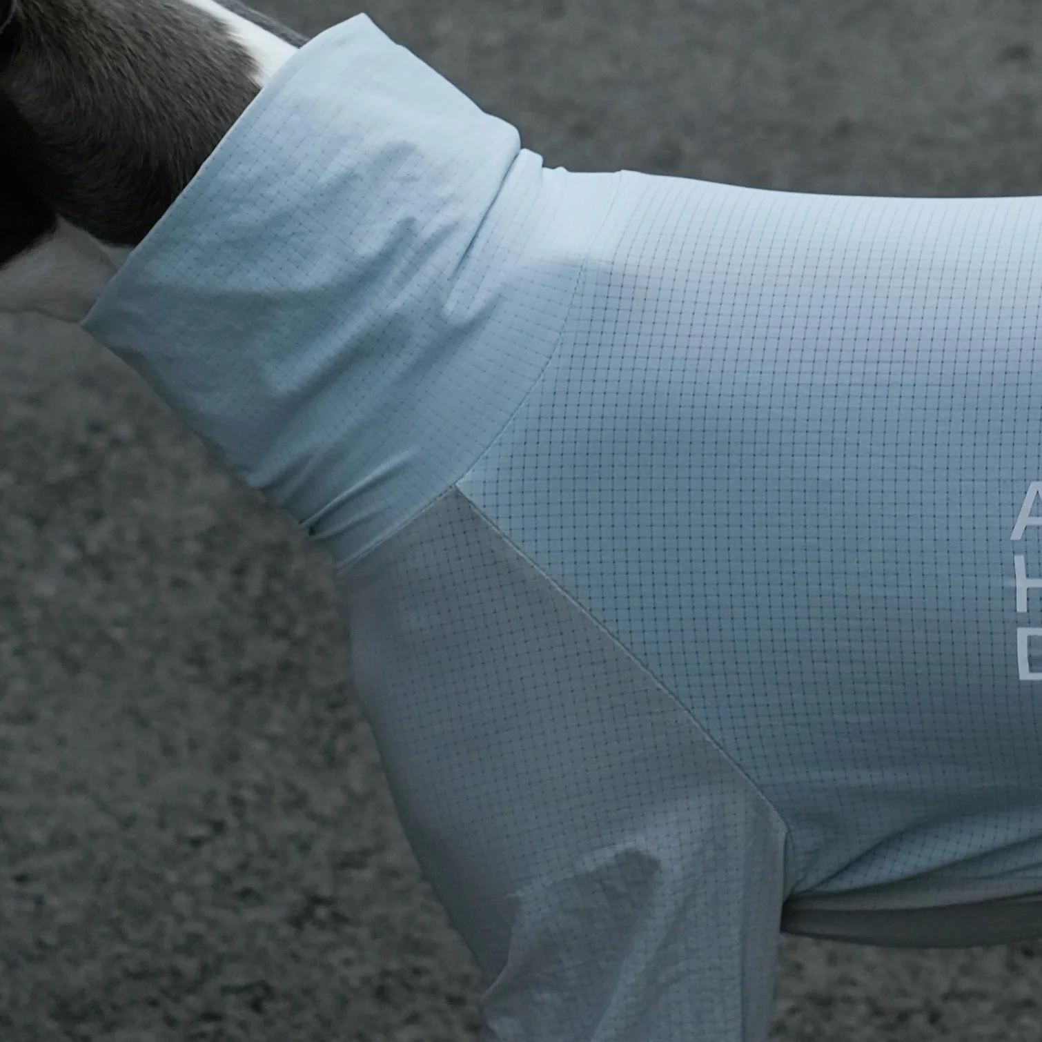 Camiseta azul ajustable con espalda fresca ligera para whippet Abrigo transpirable de secado rápido resistente a los insectos de verano para galgo italiano Mono de exterior para perros en primavera - imagen 4