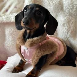 Suéter para perros salchicha rosa estilo chino – Abrigo polar invierno