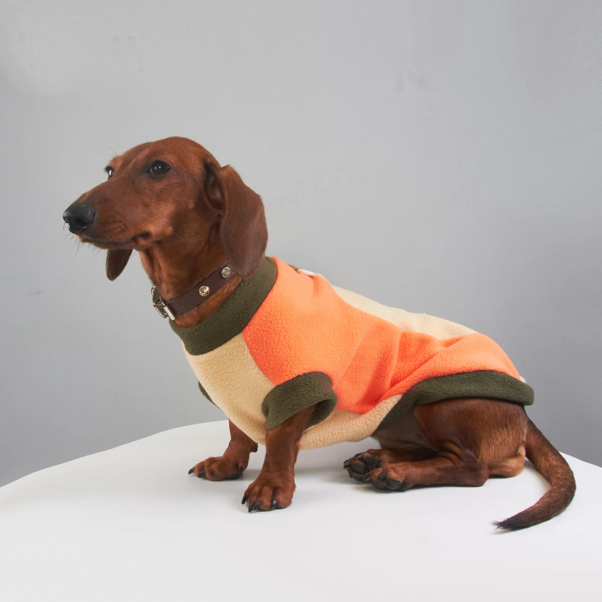 Sudadera de lana cálida de invierno para perros Wiener, chaleco de moda grueso de manga corta suave para perros salchicha, ropa para perros tejón - imagen 3