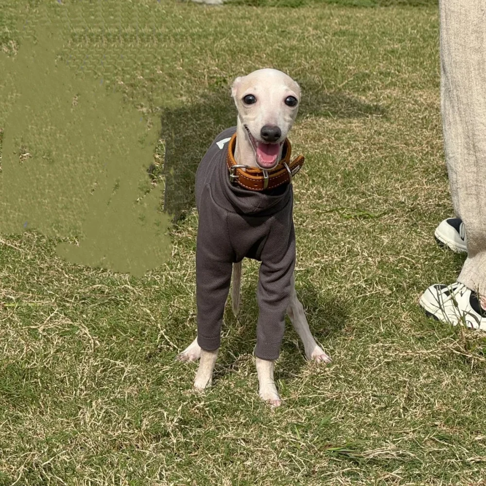 Camiseta rosa de algodón para primavera, abrigo gris suave de manga larga para galgo italiano, ropa para perros Whipbit, ropa de descanso de cuello alto para cachorros - imagen 3