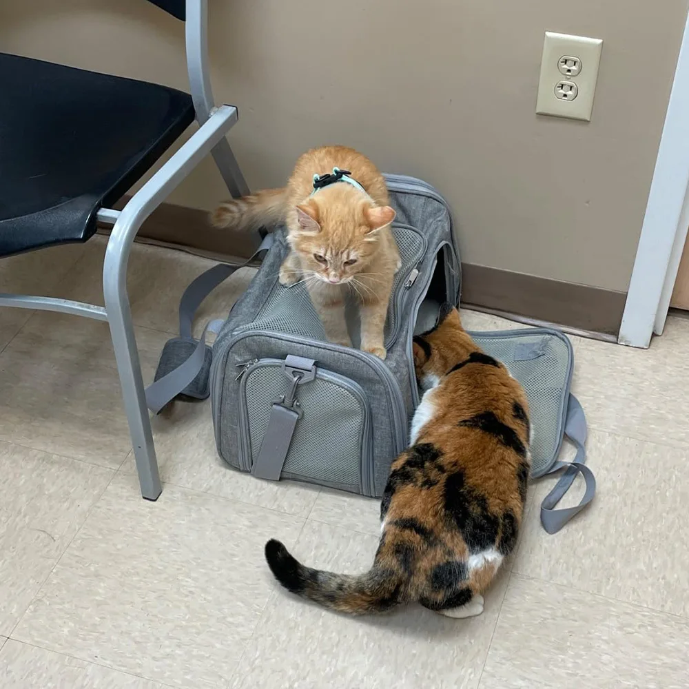 Transportín plegable portátil para perros y gatos, diseño de malla ventilada para viajes y aventuras al aire libre