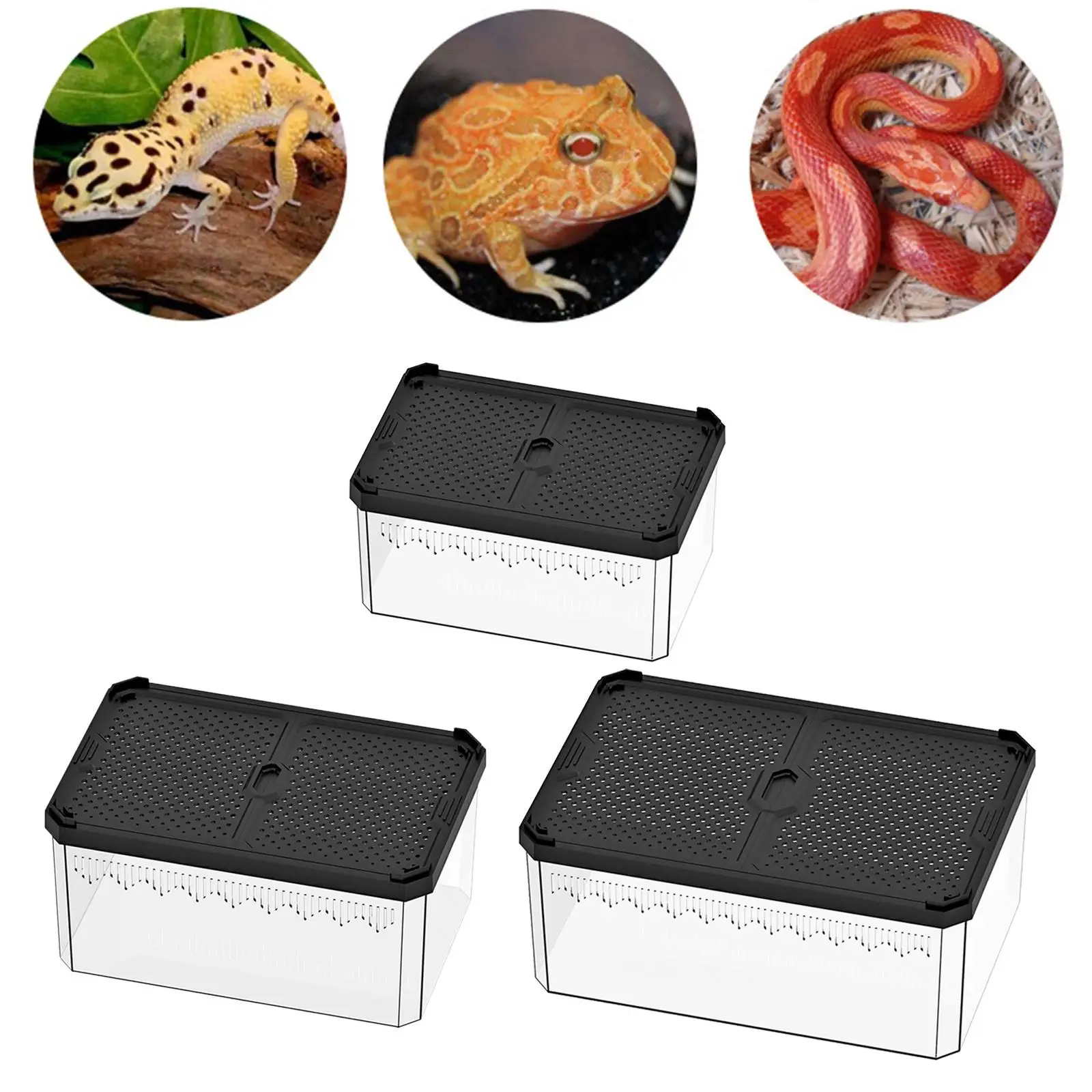 Reptile Feeding Box Aquarium Fish Breeding Box with Vents Reptile Container Display Box Clear Breeding Box for Gecko Scorpion