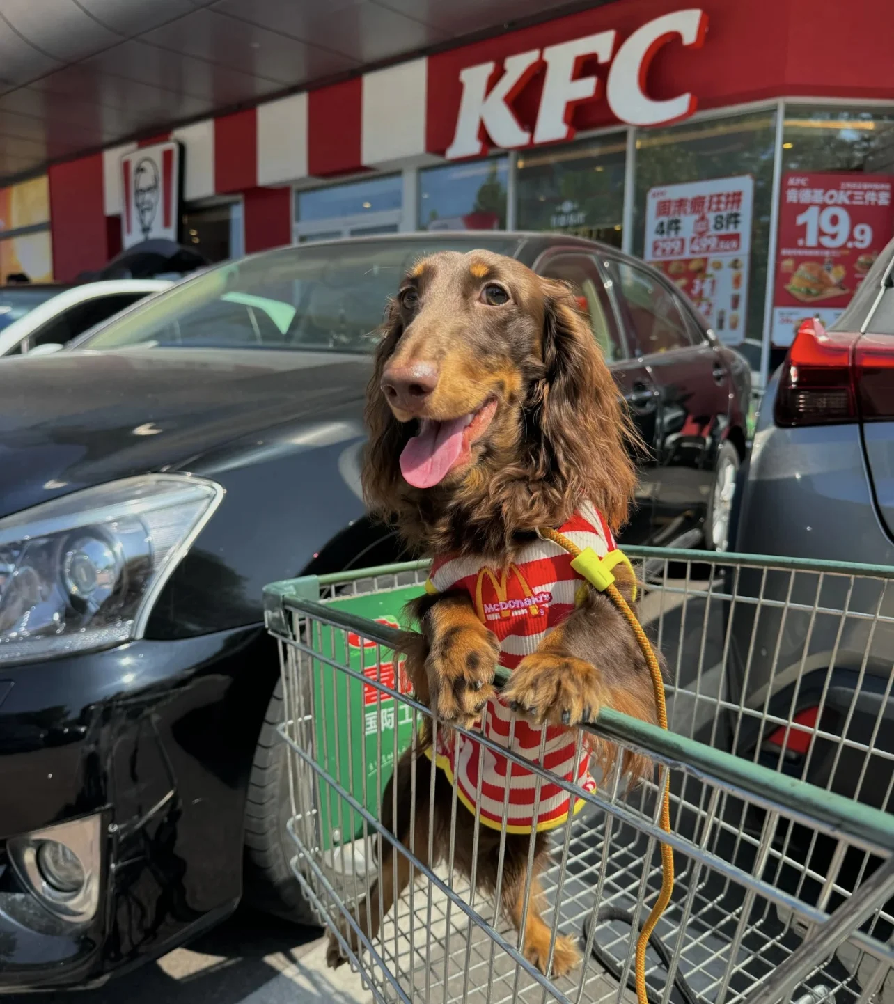 Camisa de moda, chaqueta de primavera y verano para perro salchicha con sombrero, ropa de rayas rojas de tejón para mascotas, traje para abrigo de tejón de medios pequeños