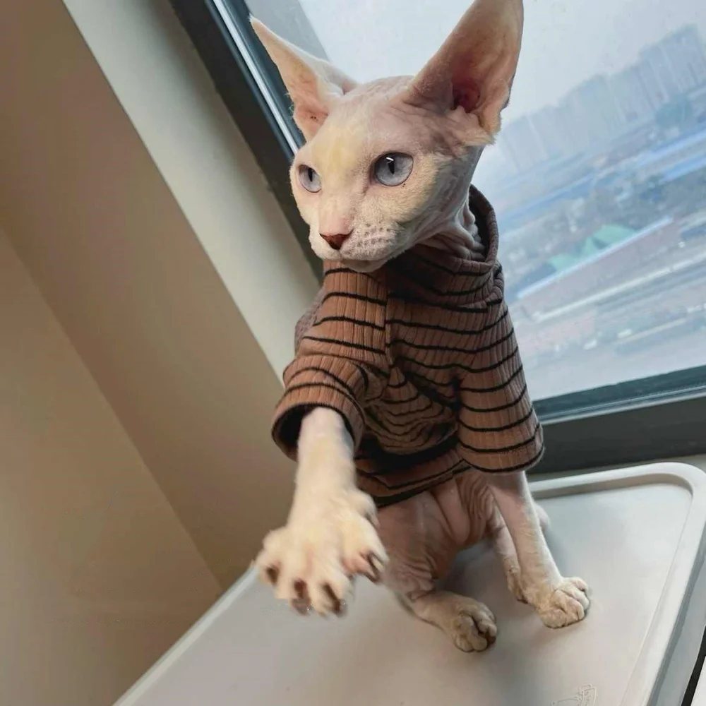 Camiseta clásica de algodón a rayas para gato sin pelo Manga larga Abrigo de café suave para gato Sphynx Ropa de estar por casa para gatitos en primavera - imagen 4