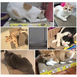 Rascador de cartón corrugado para gatos – juguete y tablero de rascar