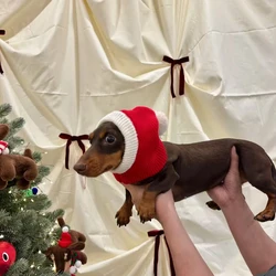 Sombrero rojo y jersey tejido mano para perros salchicha
