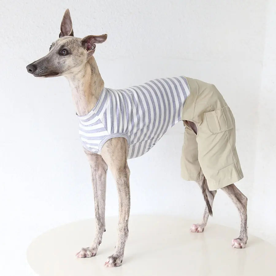 Mono de algodón para galgo italiano y whippet – Ropa para perro - imagen 4