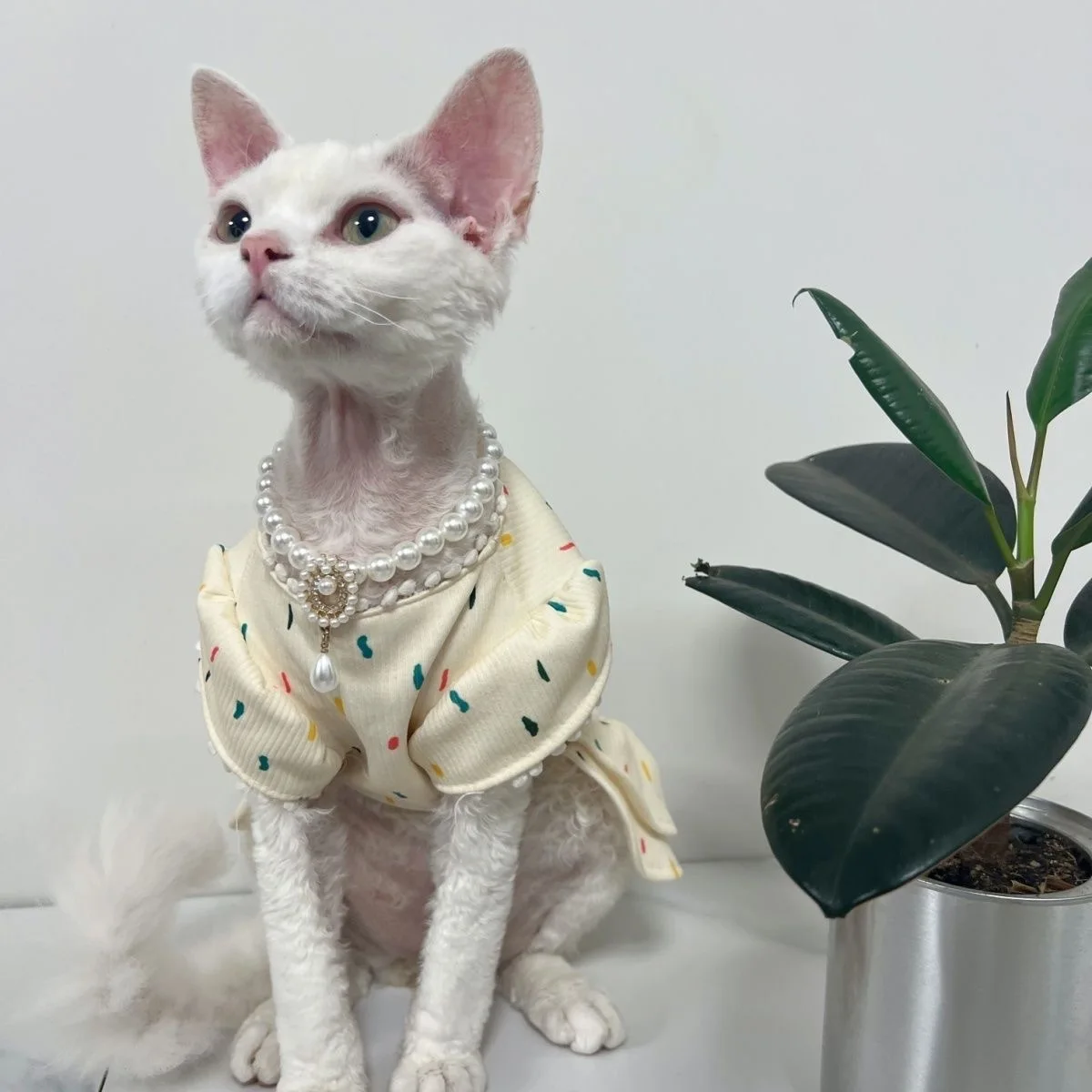 Collar en mascota mostrando elegancia