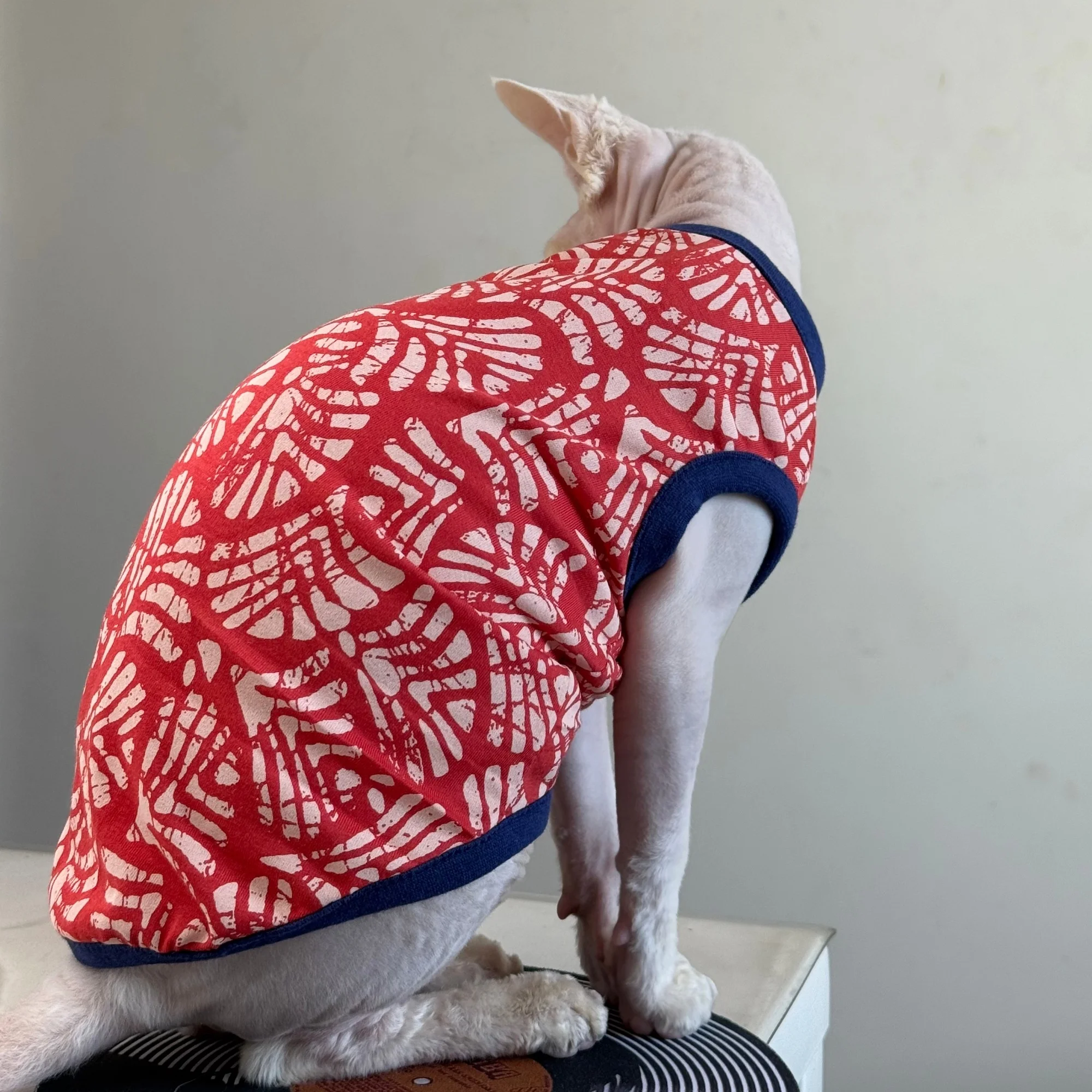 Ropa para gatos Sphynx y Devon Rex: camisetas, pijamas y abrigos - imagen 3