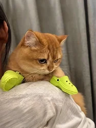 Zapatos antideslizantes transpirables para perros pequeños y gatitos
