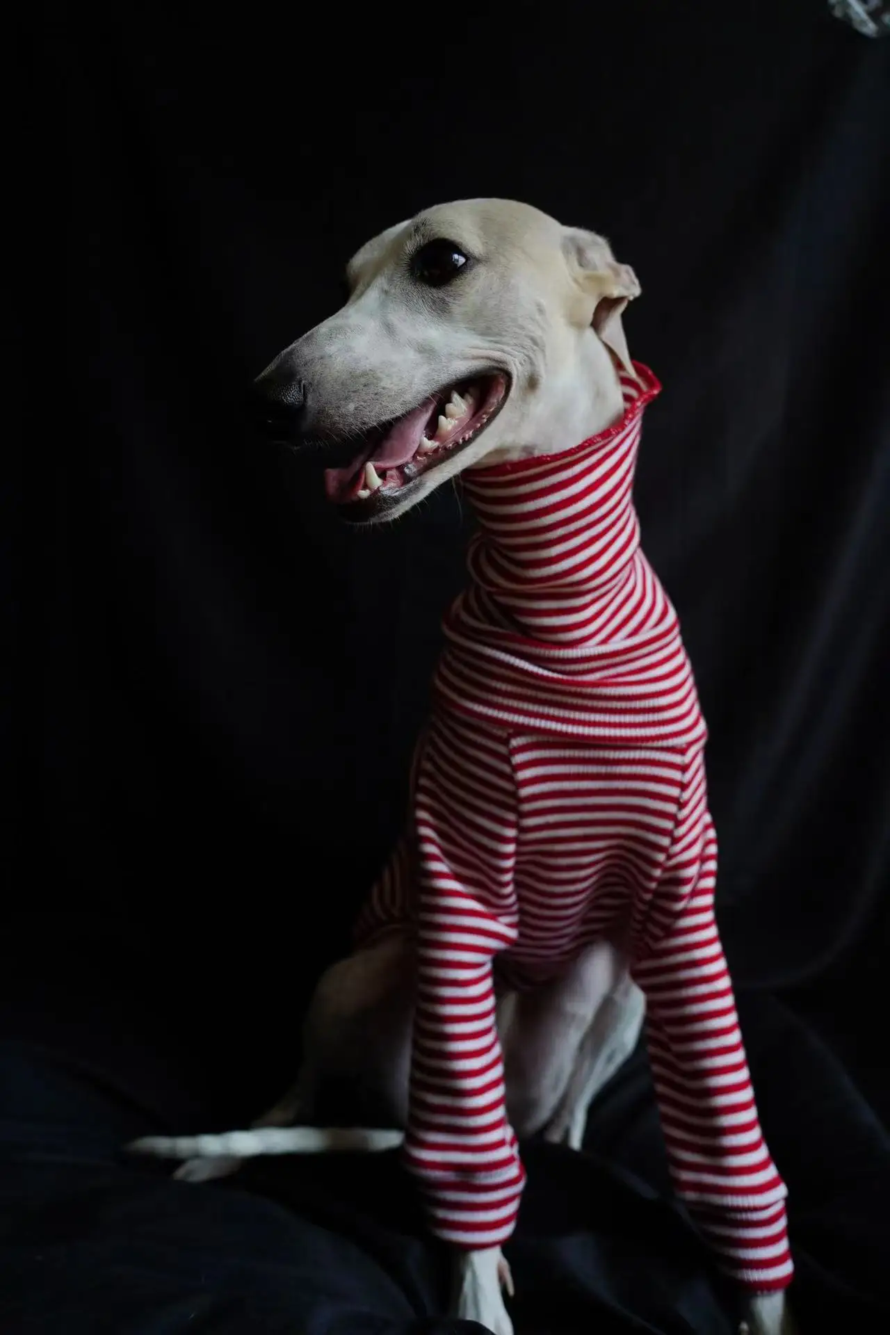 Suéter a rayas rojas de Galgo Italiano, cuello alto, acrílico suave, Navidad y Año Nuevo, Invierno - imagen 3