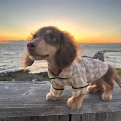 Camisa verano a cuadros para perro salchicha Transpirable