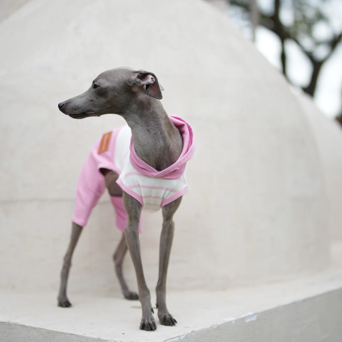 Ropa de rayas rosas para perros galgo italiano, mono de algodón de una pieza para primavera y verano, camiseta de alta elasticidad, pantalón para Whipbit - imagen 3