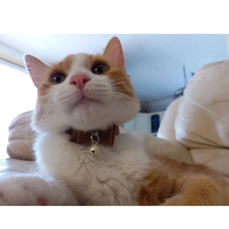 Venta caliente de lazo para mascotas, collar de campana, collar para perros y gatos, collar simple para gatos para mascotas - imagen 2