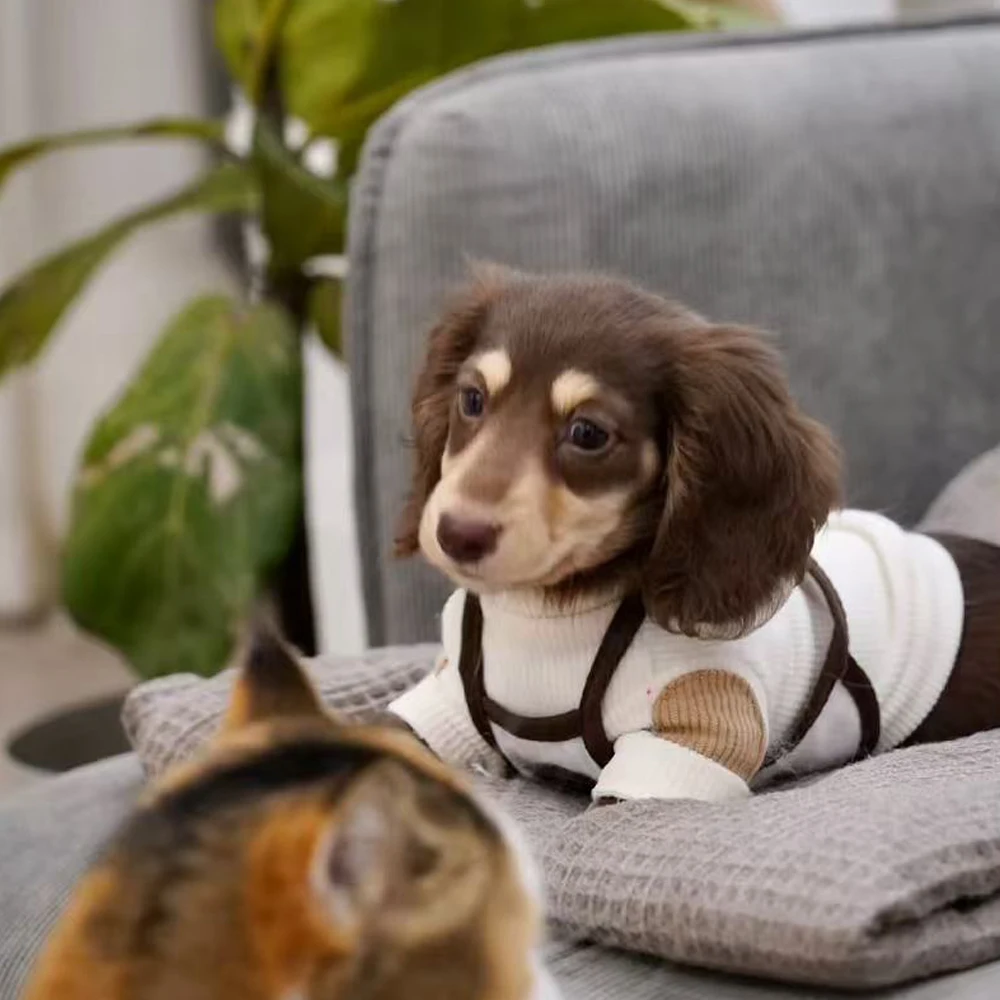 Sudadera de primavera y otoño para Dachshund y perros pequeños - imagen 4