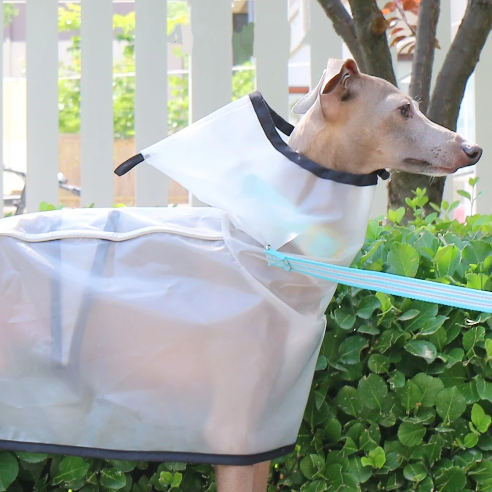 Capa fija impermeable a prueba de viento para el Abdomen, impermeable con capucha ligera transparente para galgo italiano en verano y primavera - imagen 5