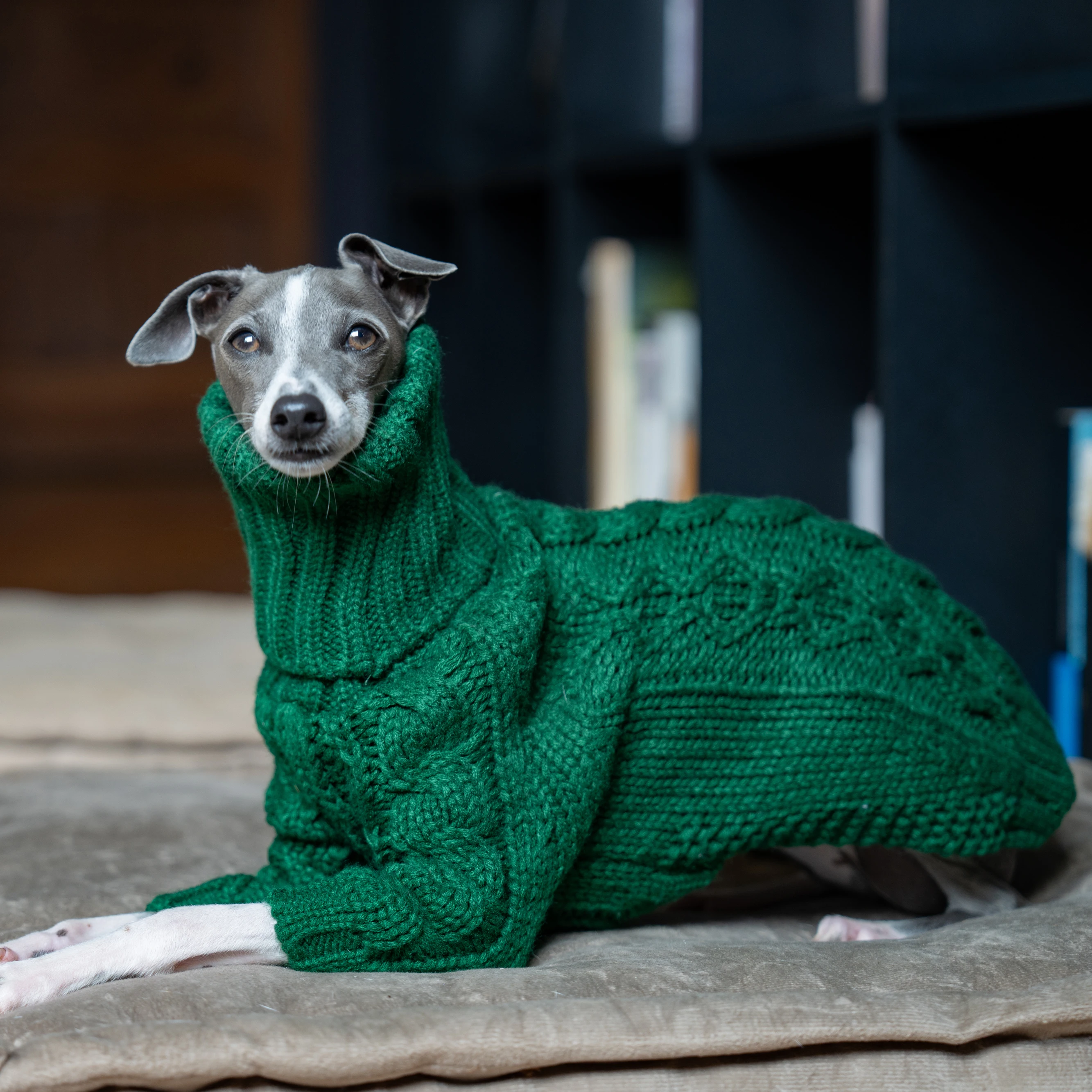 Suéter grueso de cuello alto verde para mascotas, ropa de punto para perros de dos patas, galgo italiano, whippet - imagen 3