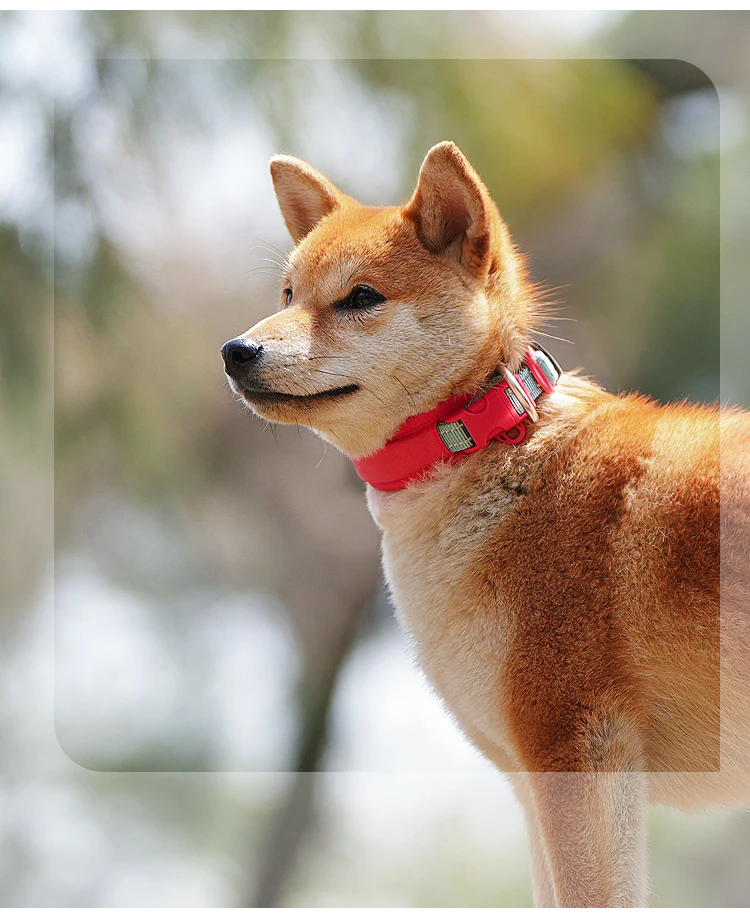 Un perro con un collar rojo y una etiqueta negra