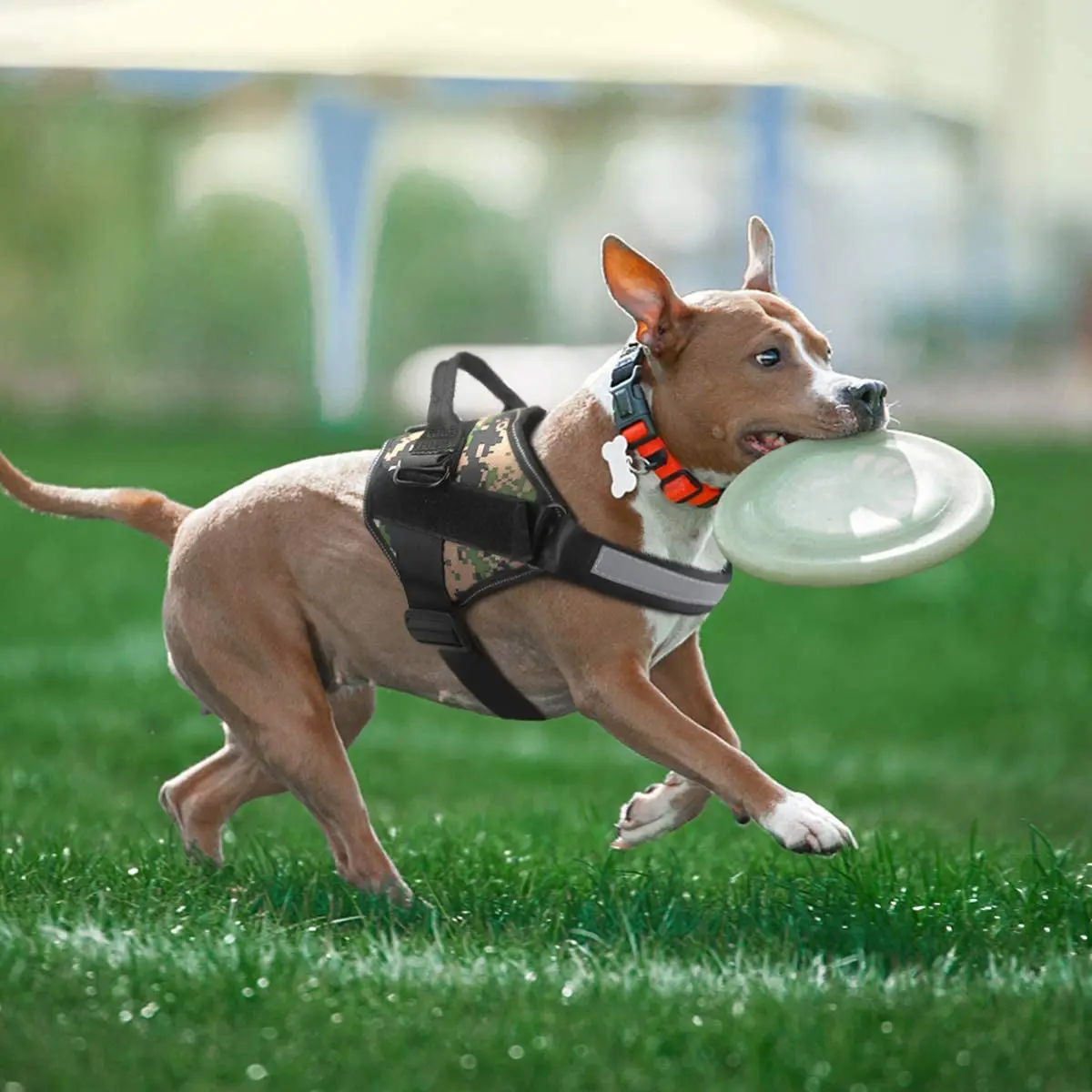 Arnés chaleco mascotas - Detalle sistema ajuste