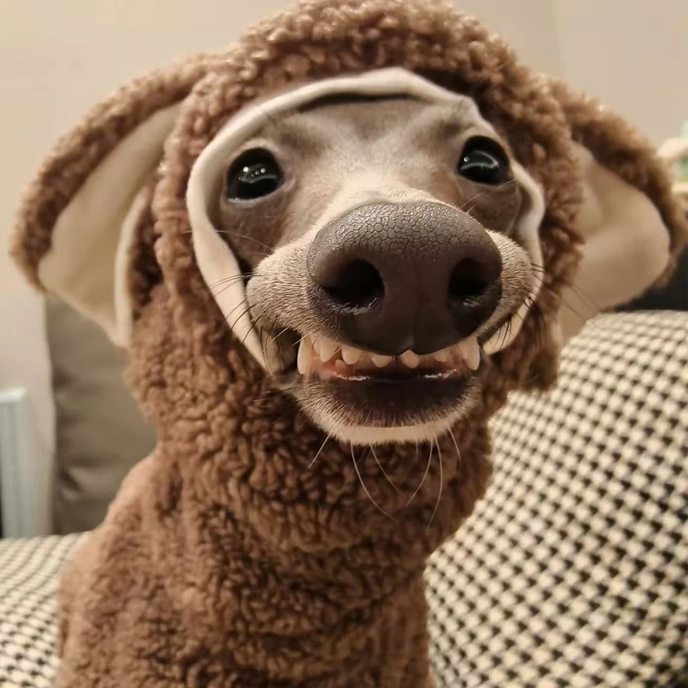 Ropa para perros: capucha y orejas de conejo para galgo italiano - imagen 2