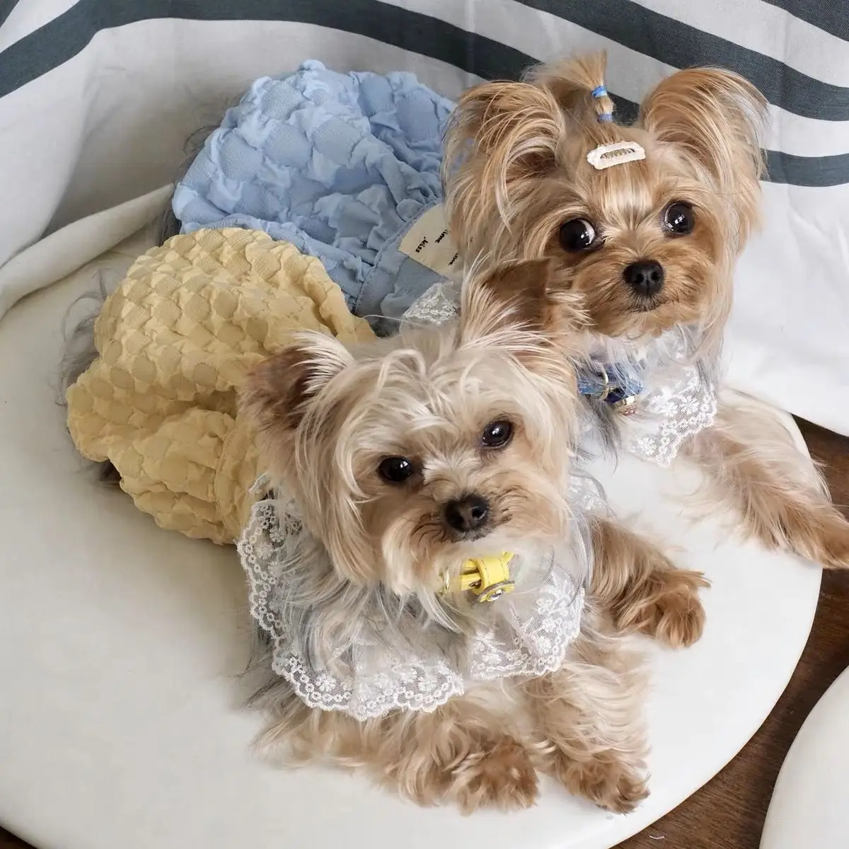 Camisola para mascotas, falda de calabaza de colores, falda de calabaza, falda de burbuja, ropa de verano para gato, perro, ropa de princesa Linda - imagen 4
