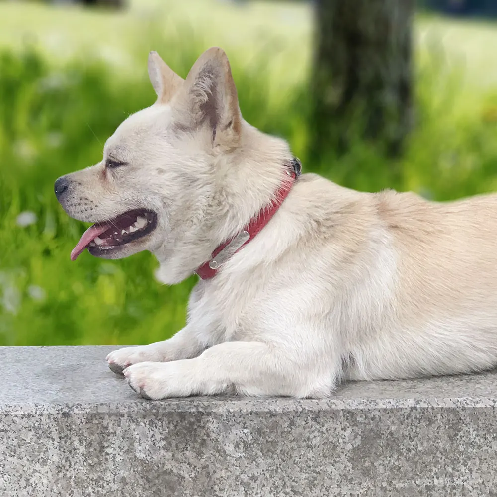 Collares de cuero suave para perros, collares personalizados para cachorros y gatos, Collar de identificación con nombre personalizado para mascotas, grabado gratis para perros pequeños y medianos, Chihuahua