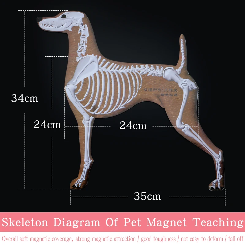Imagen de esqueleto magnético para mascotas, imagen de pared para enseñar a perros, Escuela de esteticista para mascotas - imagen 5