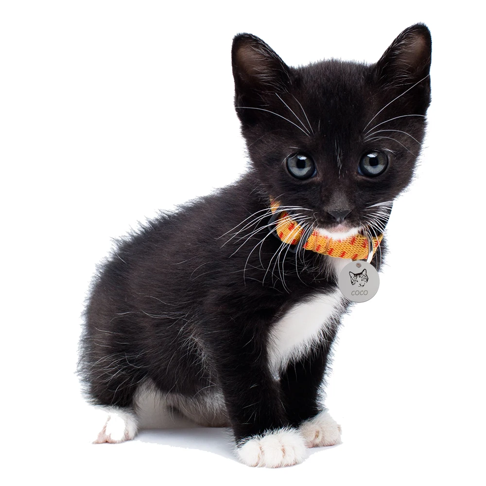 Collar de gato personalizado para mascotas, etiqueta de identificación para el hogar, etiquetas de nombre para mascotas, placa grabada gratis, colgante de placa con nombre para perros, gatos, cachorros y gatitos para mascotas - imagen 2