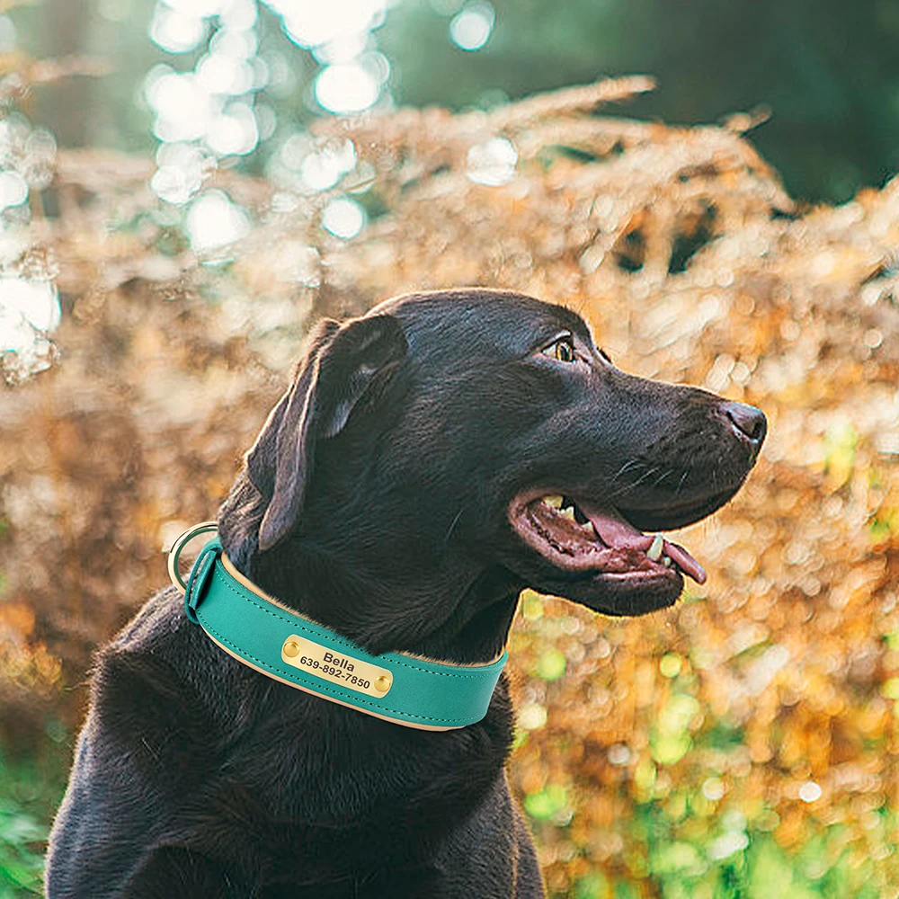 Collar de cuero personalizado para perro, grabado personalizado, identificación de perro, grabado gratis, Collar para mascotas, Pitbull ajustable, perros pequeños y grandes - imagen 5