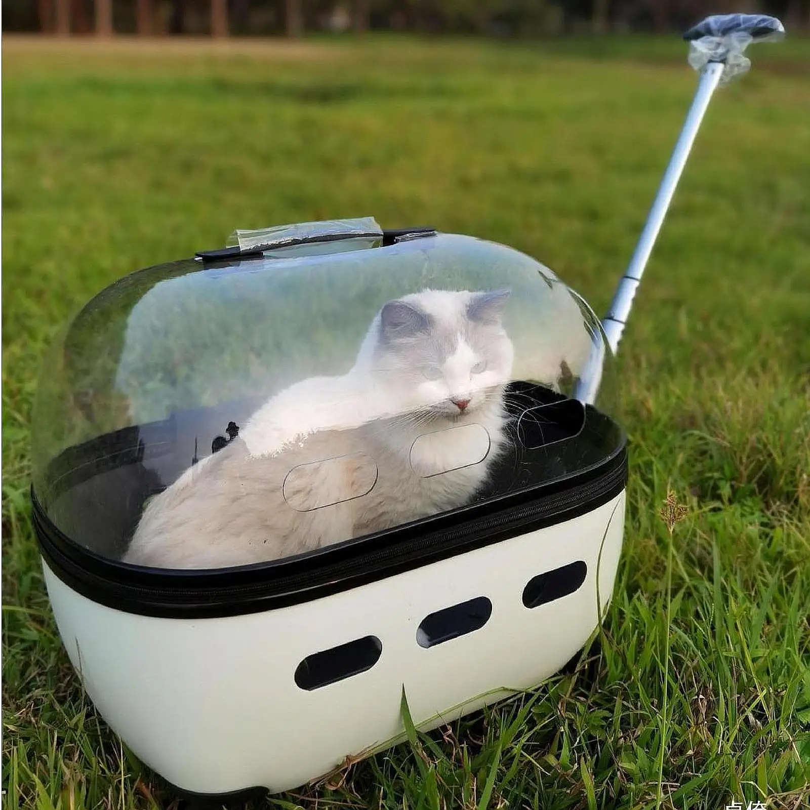 Cat Carrier with Rolling Wheels Dog Stroller for Cats Small Pets Outdoor