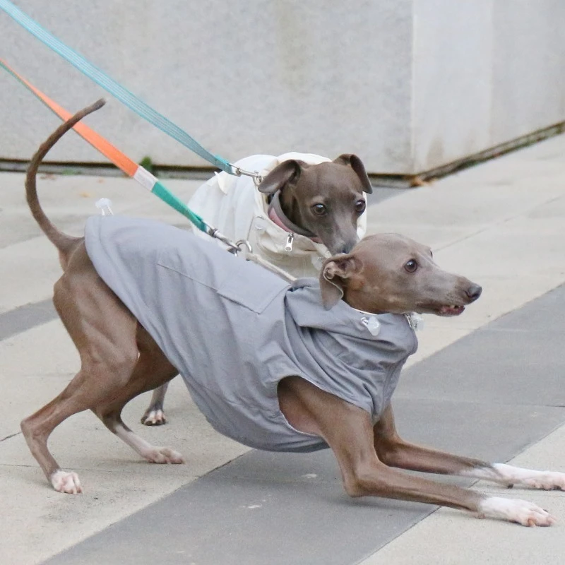 Chaleco impermeable con protección solar para galgo italiano - imagen 3