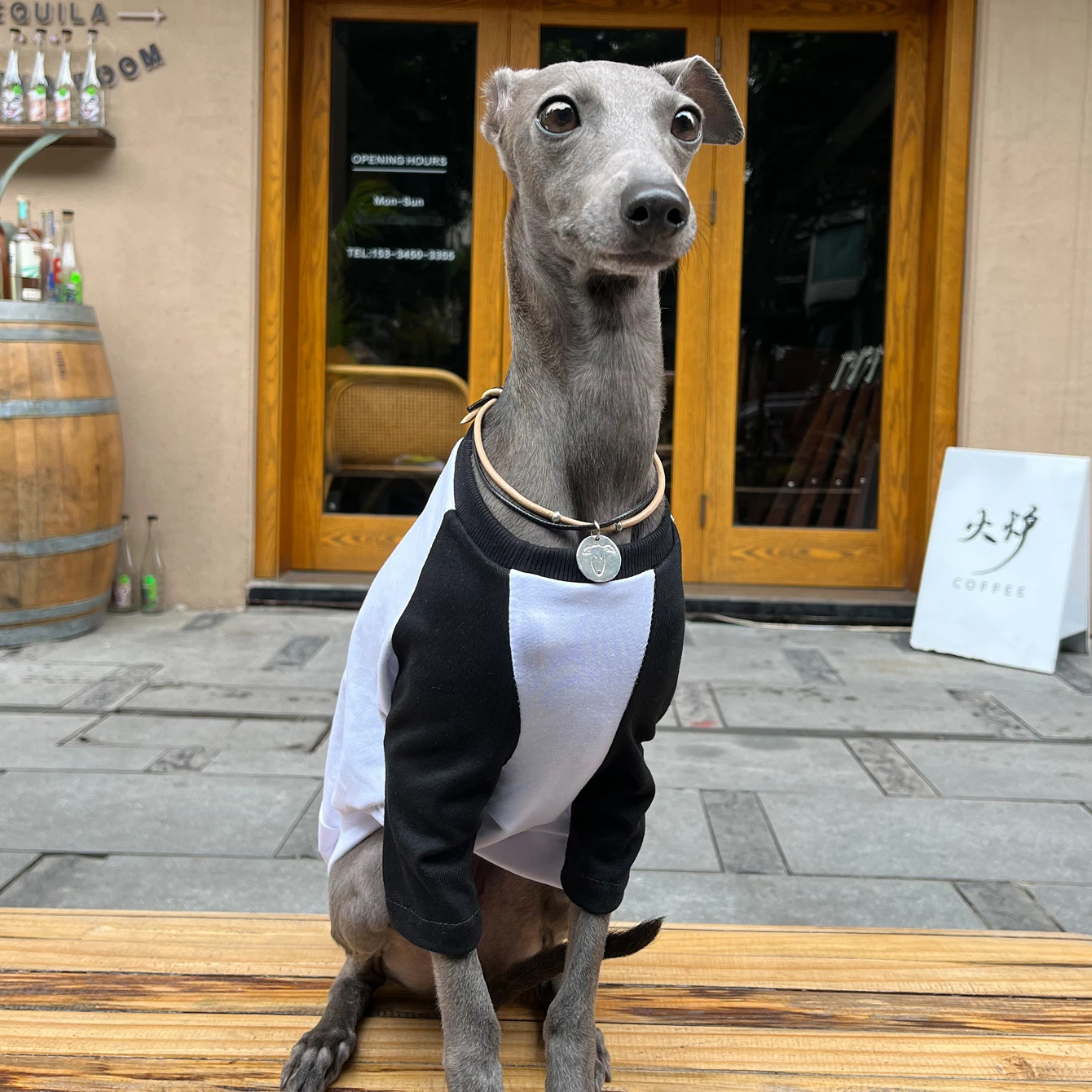 Ropa de galgo italiano, camiseta con hombros descubiertos y estampado de colores a la moda, ropa suave y cómoda para perros, ropa para perros de dos patas para primavera y verano