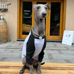 Camiseta verano para Galgo Italiano – Estampada y suave