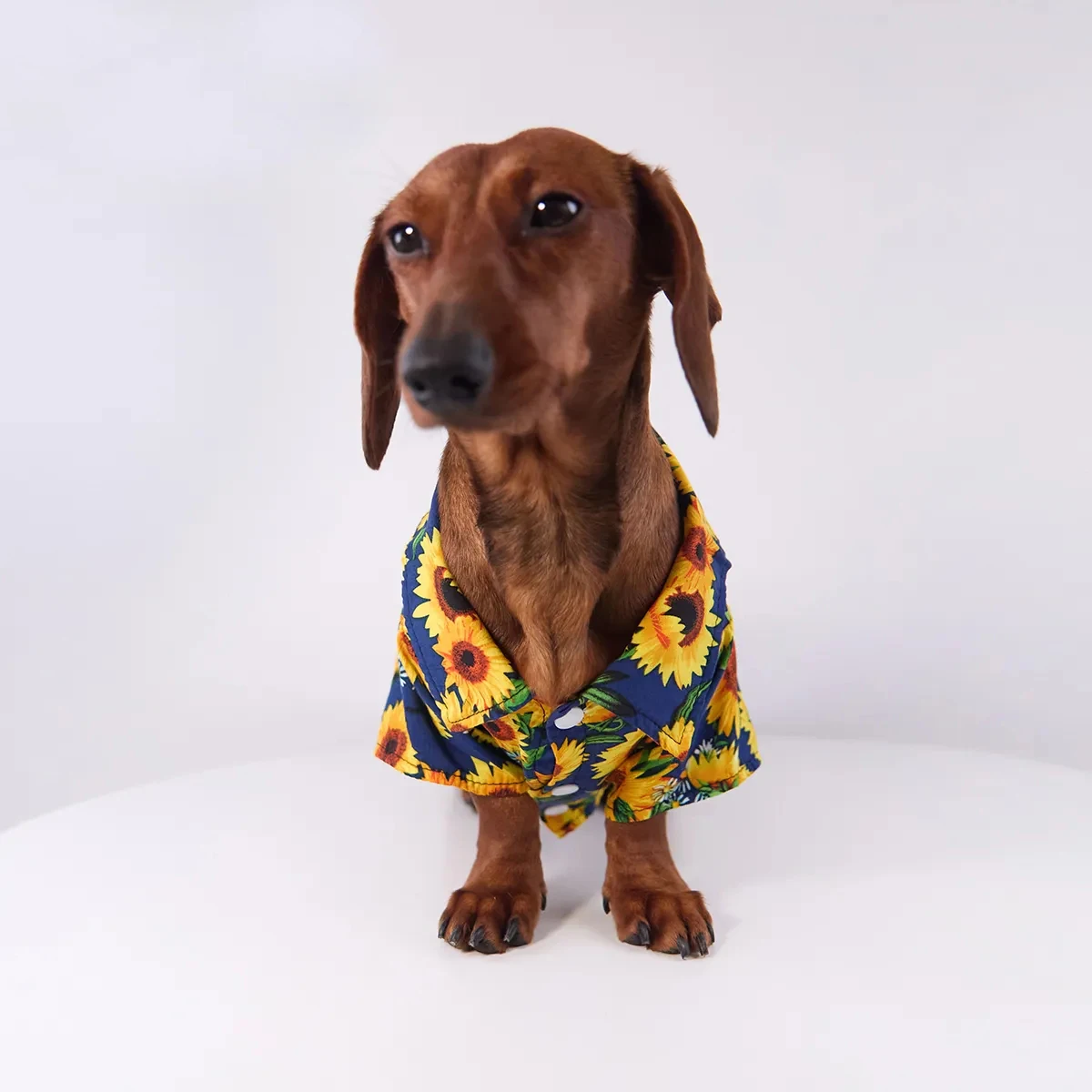 Camiseta de algodón con botones para Dachshund – Estampado girasoles verano - imagen 4