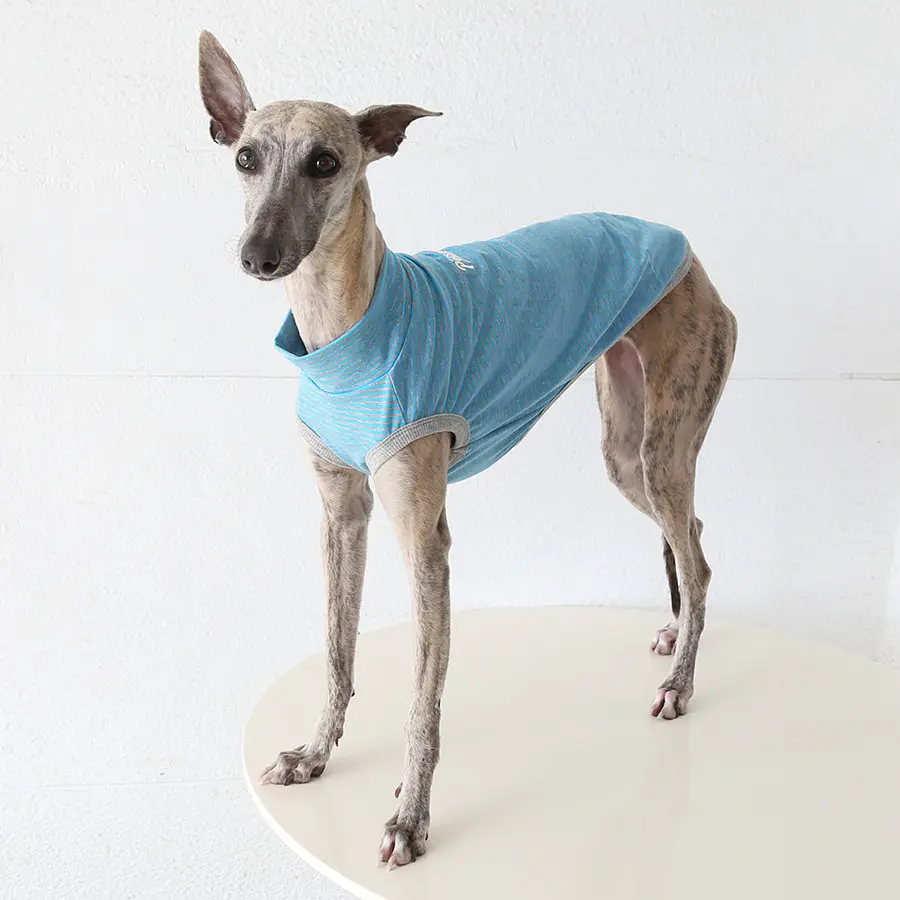 Ropa solar para perros Whippet y Galgo Italiano, transpirable y ligera - imagen 4