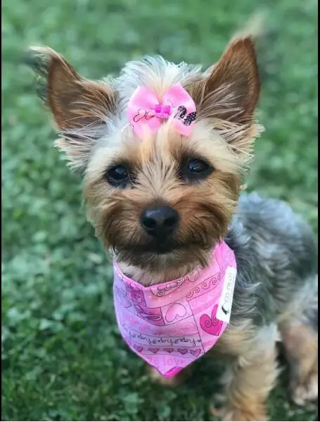 Conjunto completo de lazos de perlas de diamante para perro