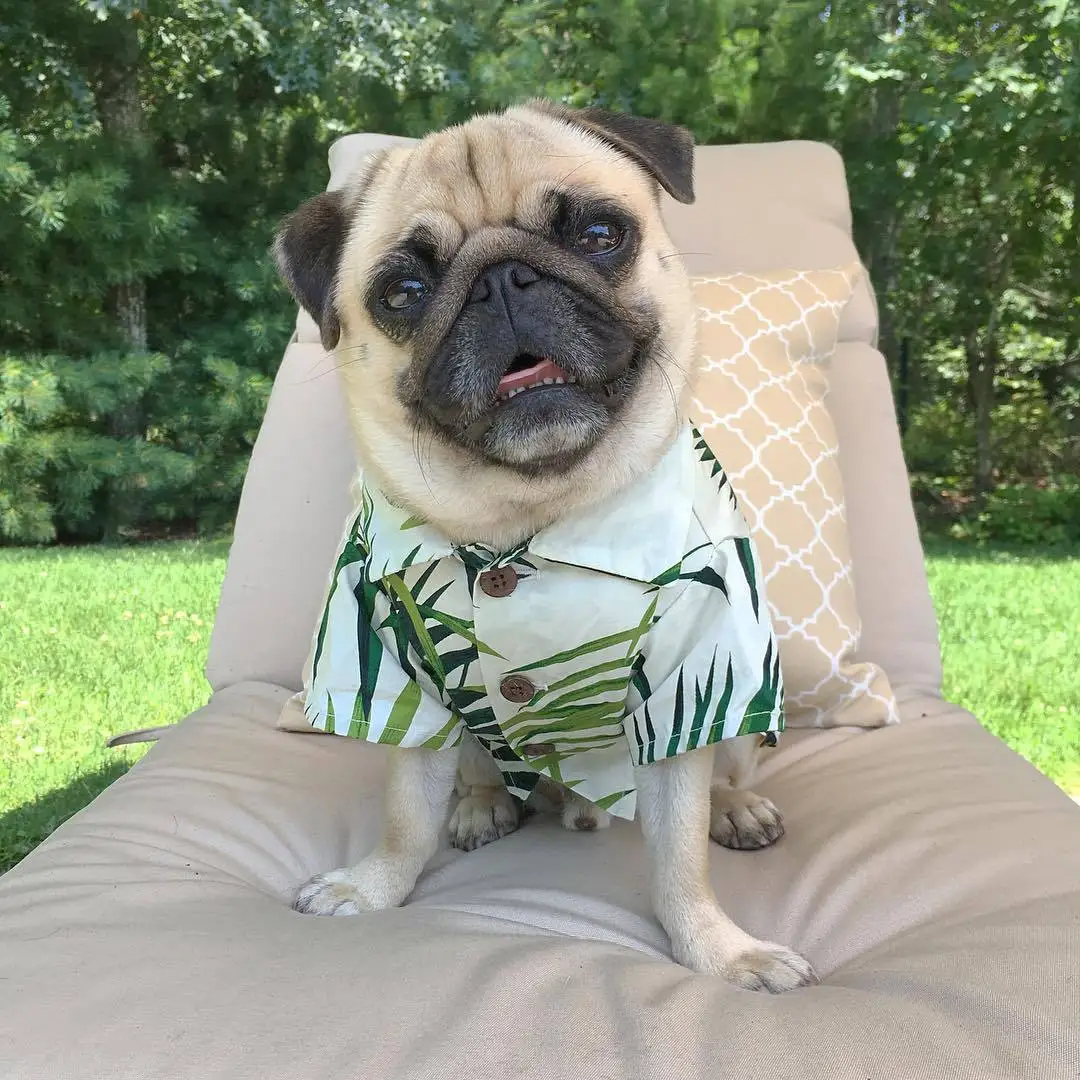 Ins Hawaiano Europeo Americano Primavera Verano Bulldog francés Corgi cachorro gato camiseta de playa ropa para perros blusa atuendo ropa para mascotas - imagen 3