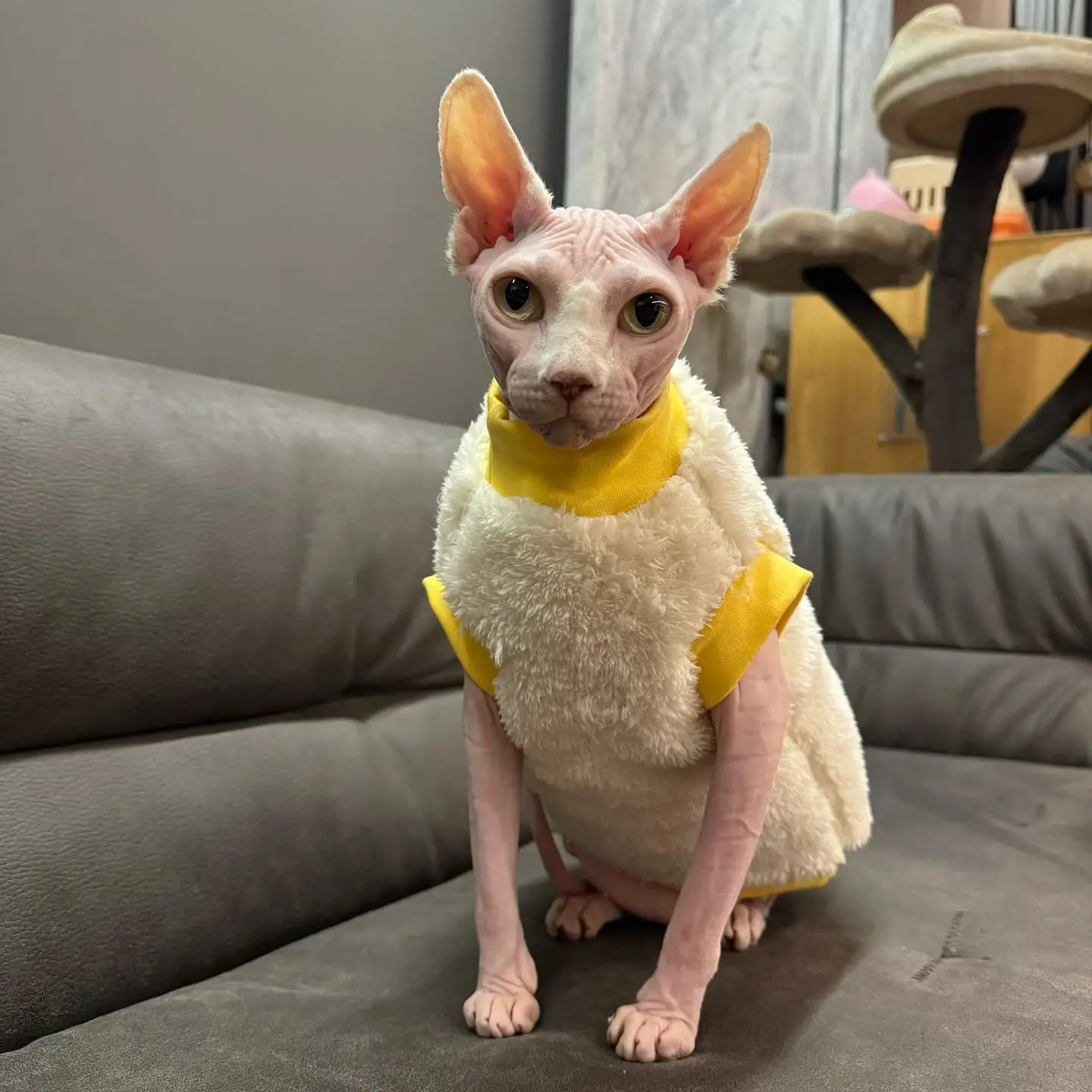 Sudadera polar invierno para gato Sphynx y Devon Rex sin pelo - imagen 2
