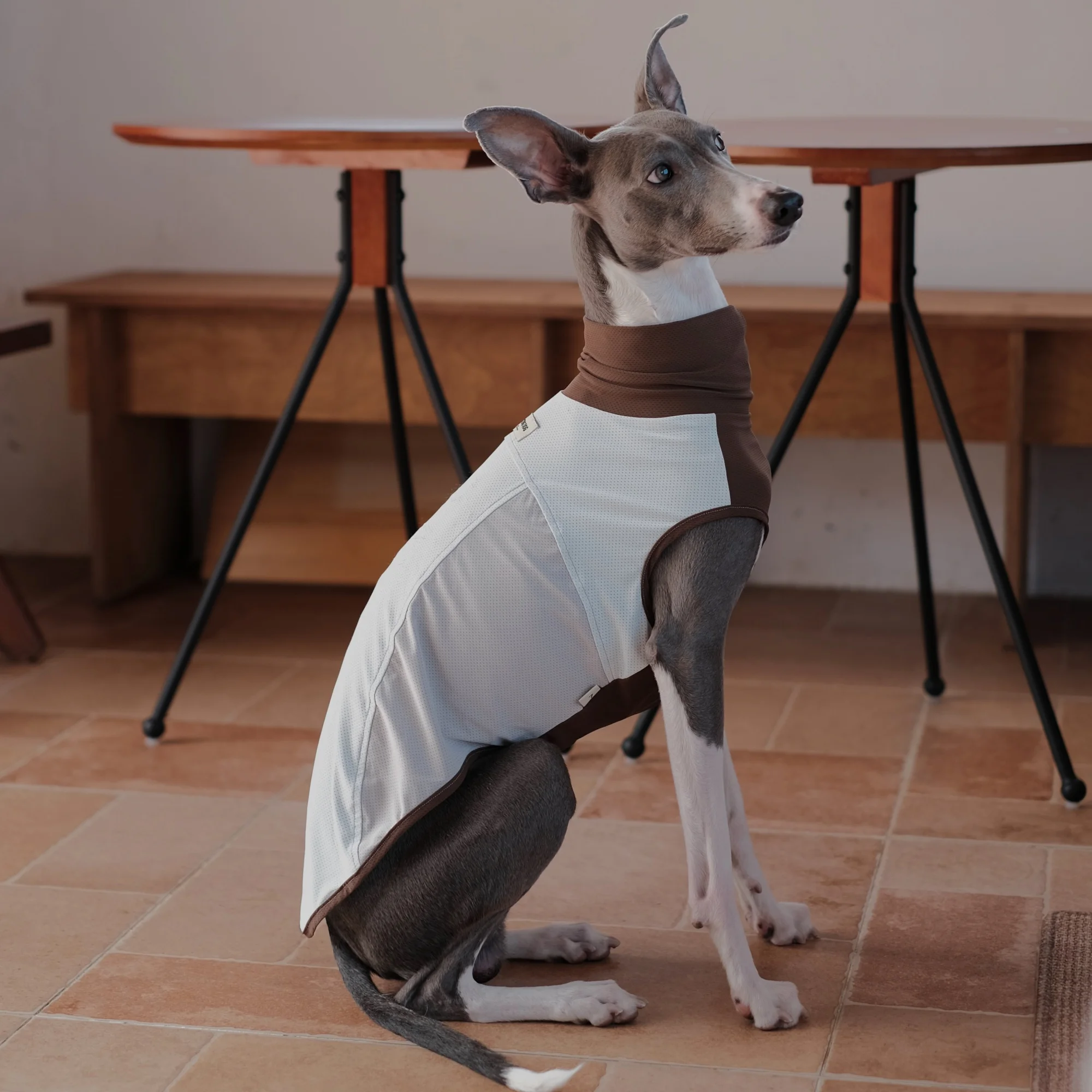 Chaleco transpirable verano perro Galgo Italiano Whippet UPF50+ color