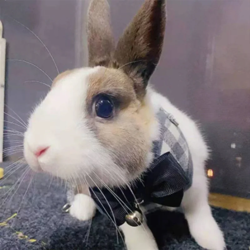 Conjunto de arnés y correa clásico a cuadros para gatos y conejos, arneses transpirables para mascotas con lazo para conejitos, gatitos, accesorios, ropa - imagen 5