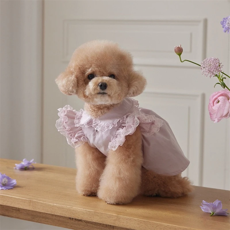 Vestido de mujer con manga voladora de encaje de primavera para mascotas, vestido con cuello de peluche, ropa para perros pequeños, camiseta, ropa para cachorros