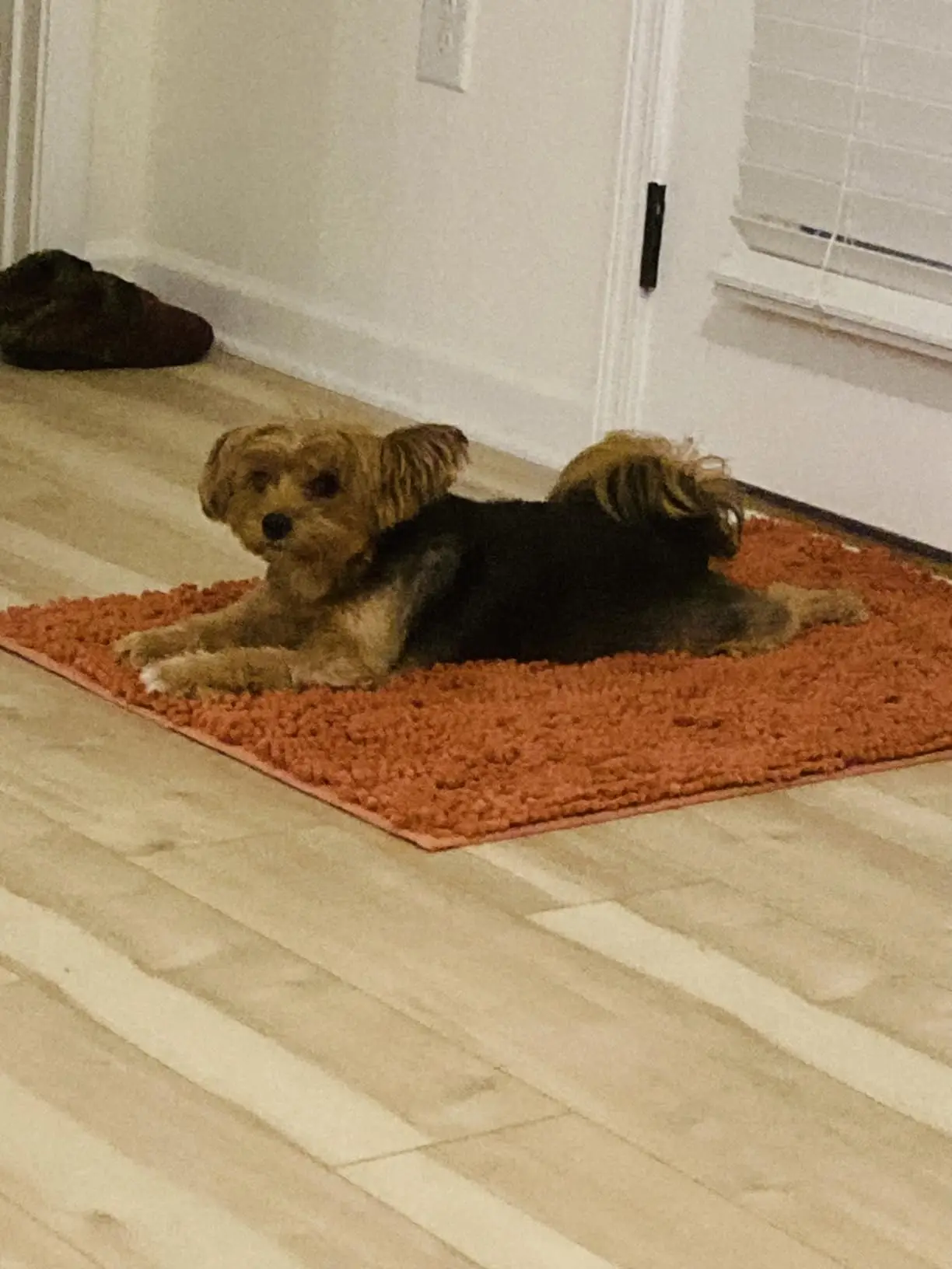 Felpudo para perros, tapete de barro, antideslizante y altamente absorbente, felpudo de felpa extraíble y lavable, felpudo interior antisuciedad para Baño - imagen 5