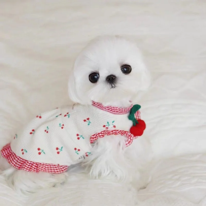 Bonita falda de punto de cereza de verano, ropa para perros, vestido para perros, ropa para gatos, estampado pequeño, moda blanca, cachorro, mascota, Chihuahua - imagen 3